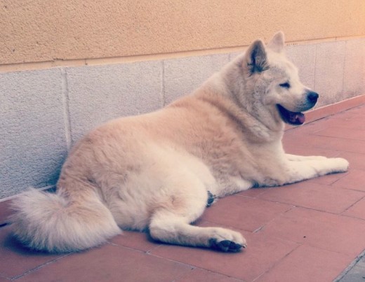 Suki, akita inu de 13 años